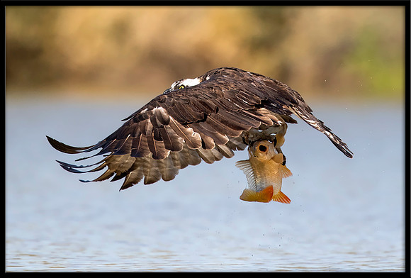 Osprey