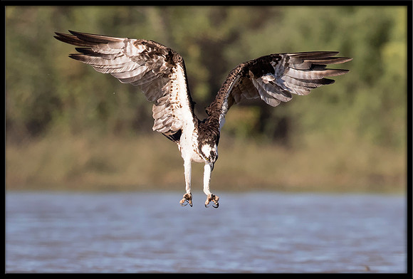 Osprey