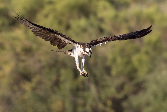 Osprey