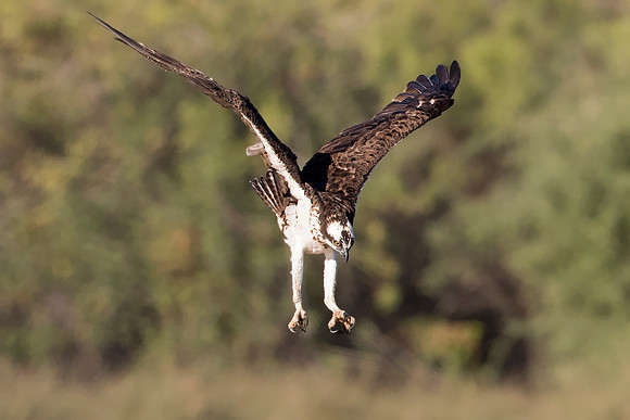 Osprey