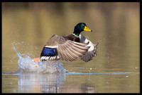 Mallard