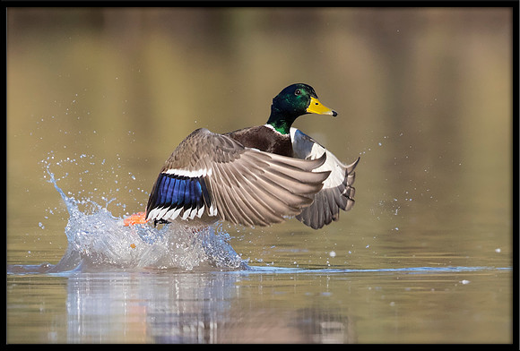 Mallard