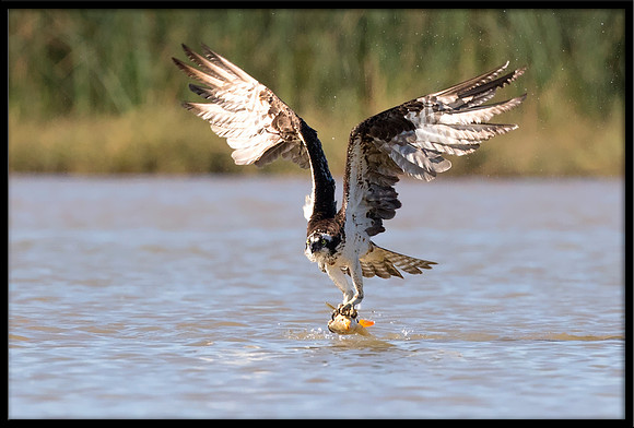 Osprey