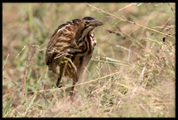 American Bittern