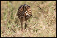 American Bittern