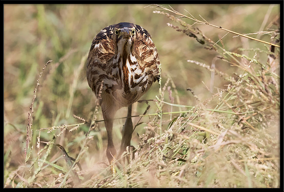 American Bittern