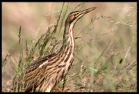 American Bittern