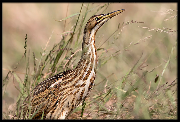 American Bittern