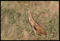 American Bittern
