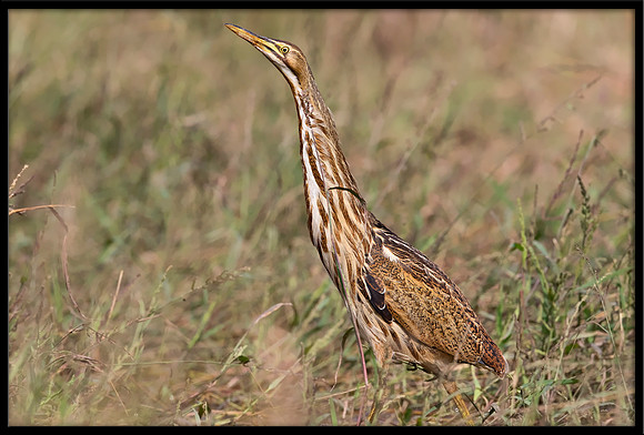 American Bittern