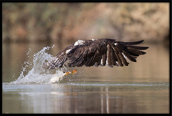 Osprey