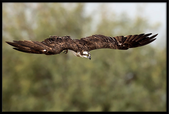 Osprey