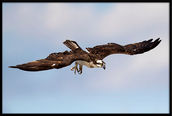 Osprey