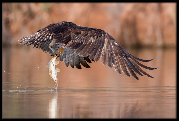 Osprey