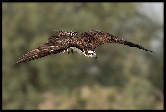 Osprey