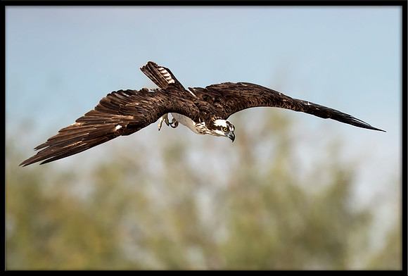 Osprey