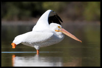 American White Pelican