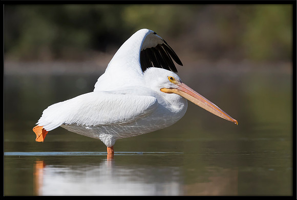 American White Pelican