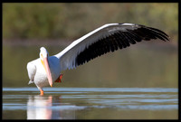 American White Pelican