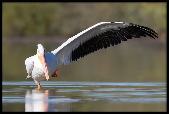 American White Pelican