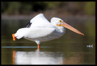 American White Pelican