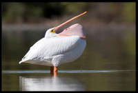 American White Pelican