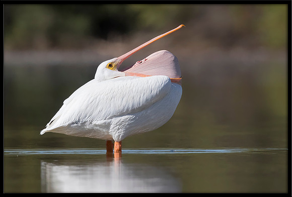 American White Pelican
