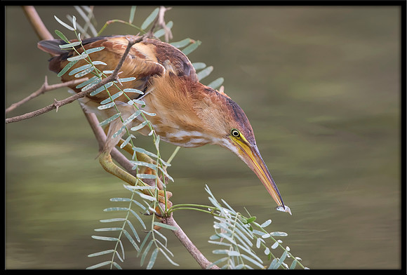 Least Bittern