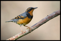 Varied Thrushes