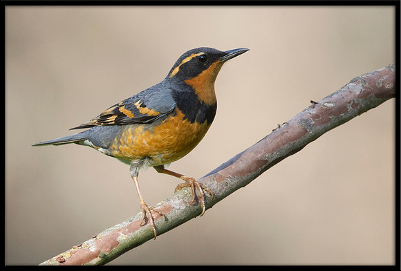 Varied Thrush