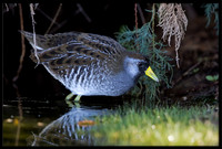 Sora