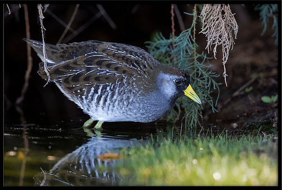 Sora