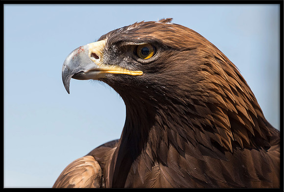 Golden Eagle