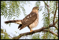Cooper's Hawk