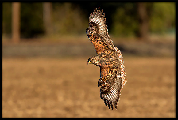 Ferruginous Hawk