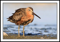 Dowitcher
