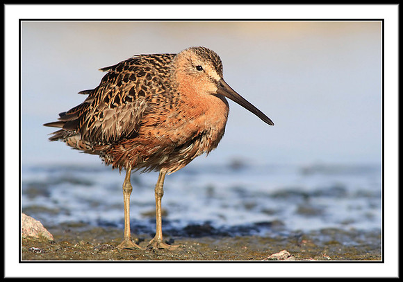 Dowitcher