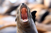 Sea Lion yawning