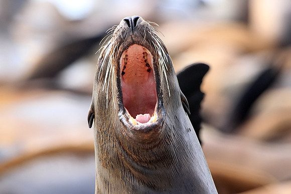 Sea Lion yawning