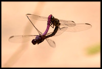 Dragonflies Mating