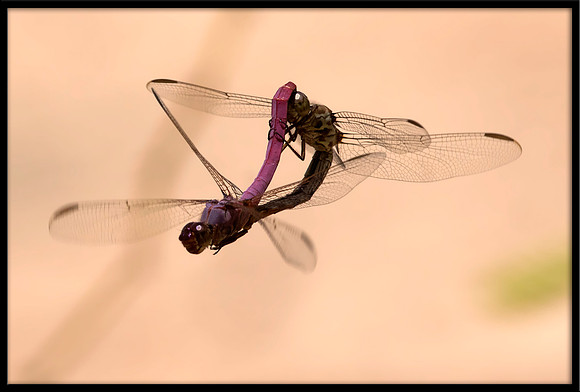 Dragonflies Mating
