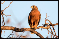 Red-shouldered Hawk