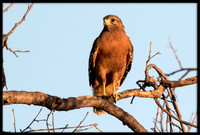 Red-shouldered Hawk