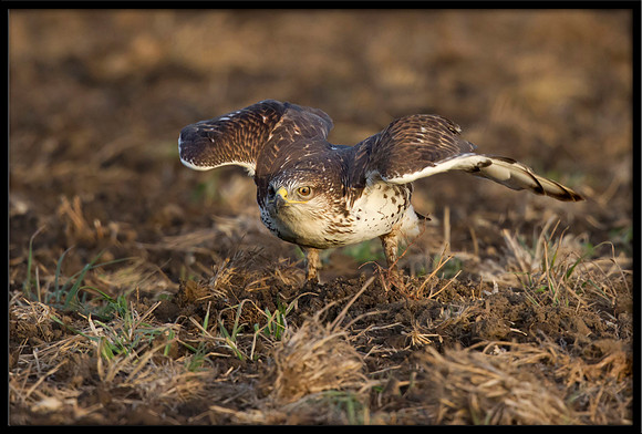 Ferruginous Hawk