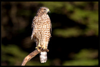 Red-shouldered Hawks