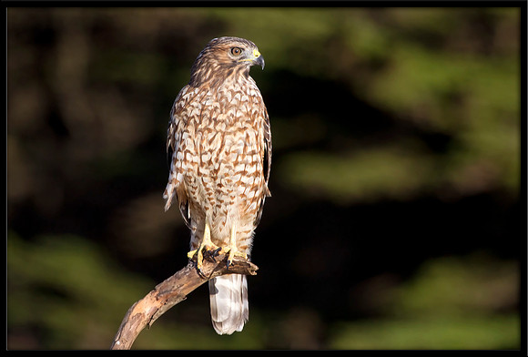 Red-shouldered Hawk