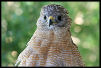 Red-shouldered Hawk