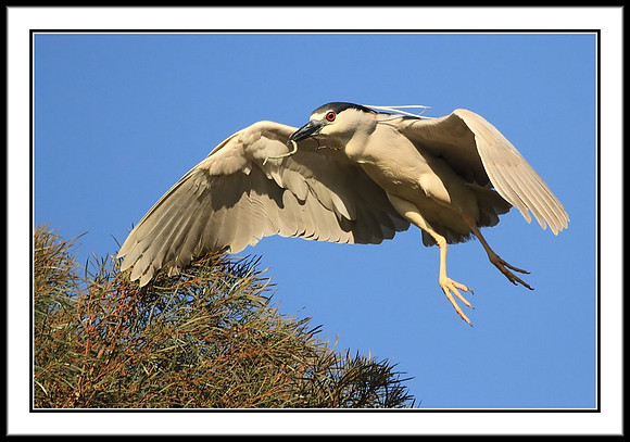 Black-crowned Night Heron With Nesting Material