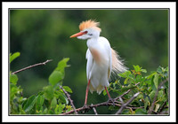 Western Cattle Egret