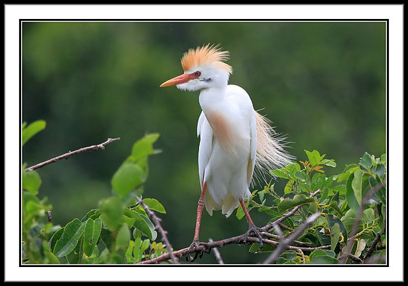 Western Cattle Egret
